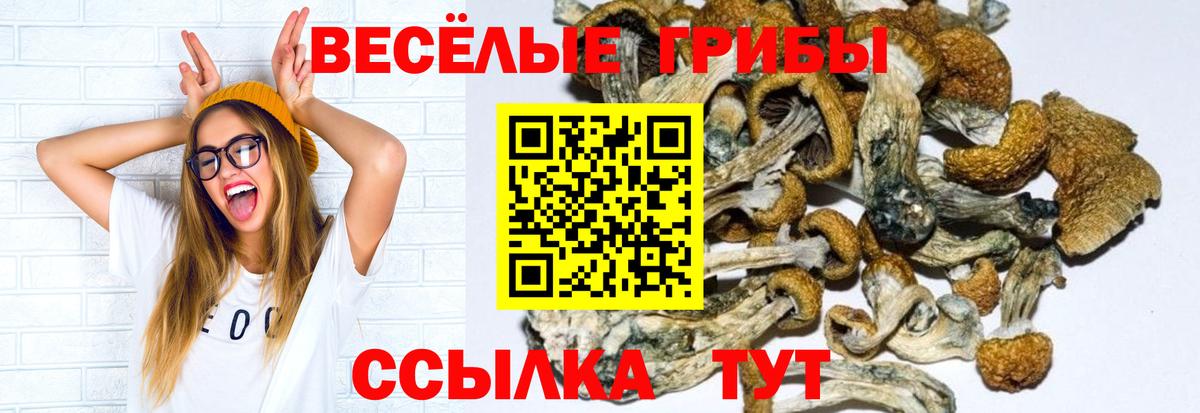 Гудермес  Галлюциногенные грибы прущие грибы  Вход с VPN 